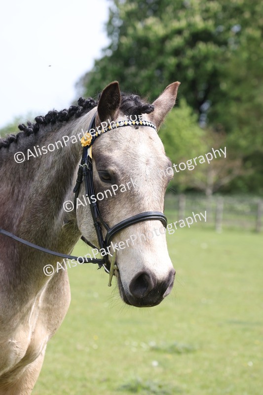20260426-4410 - Class 34 - Best Riding Horse Over 14.2hh