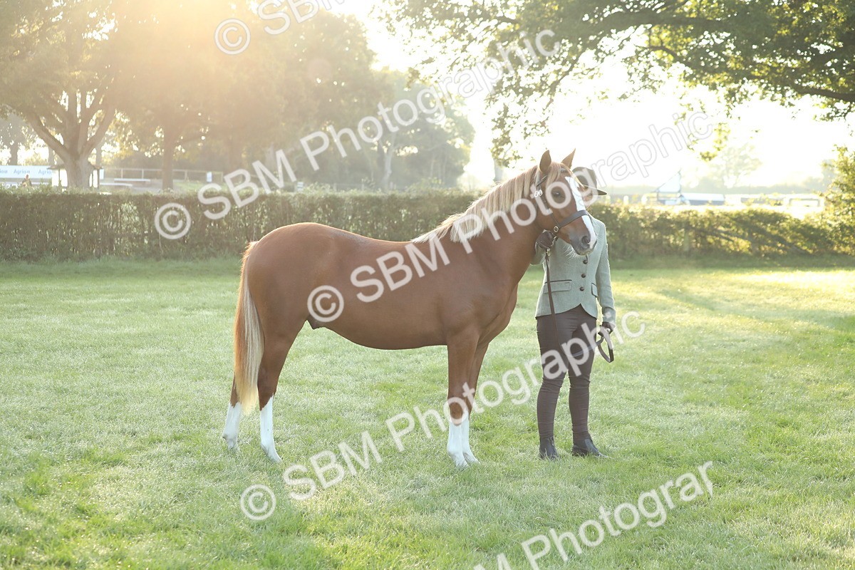 SBM_57832 - S42 - Youngstock