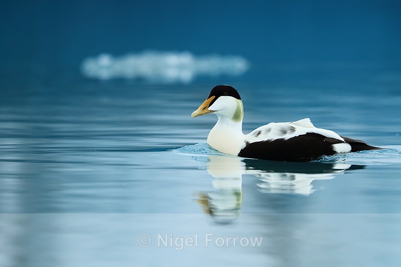 Eider (male) on glacial lagoon, Jokulsarlon, Iceland - Eider