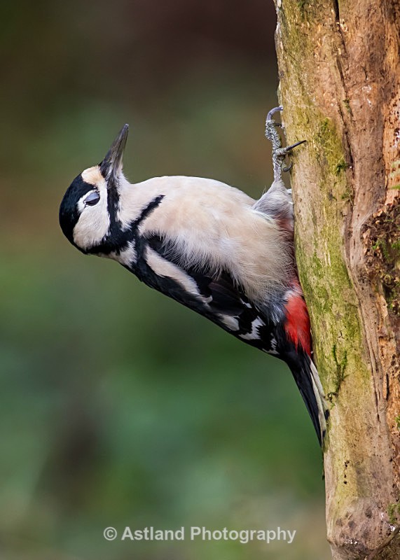 Astland Photography, Bird and Wildlife Images, Susan and Peter Wilson, U.K.