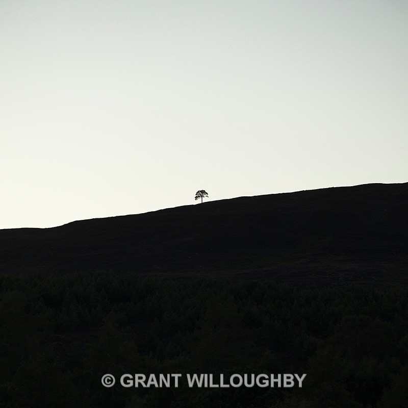 Lone scots pine Beauly - Scots Pines