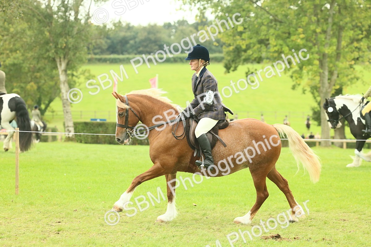 SBM_72087 - S60 - Mountain & Moorland Ridden Large Breeds
