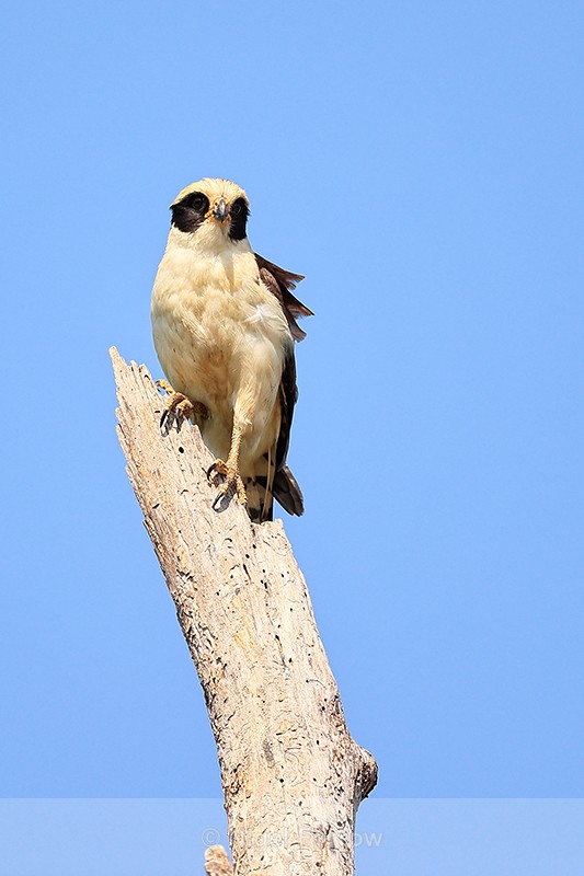 Laughing Falcon perched, Mato Grosso, Brazil - Laughing Falcon
