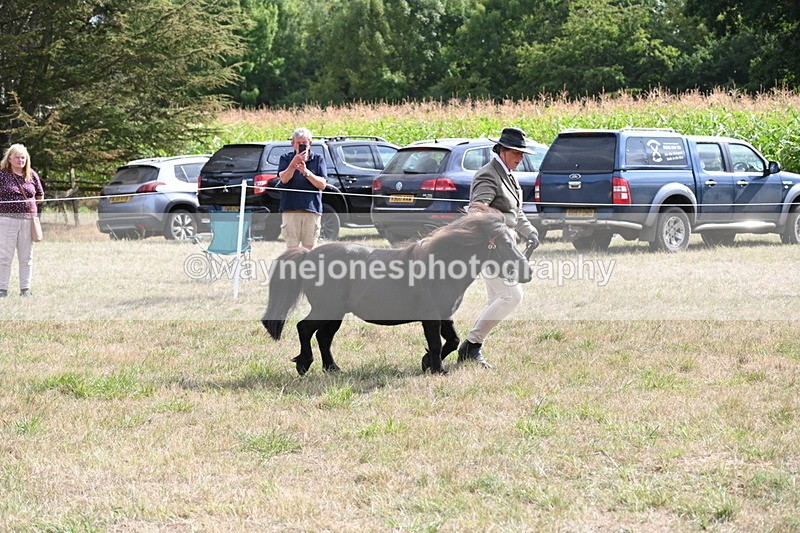 WJ6_7041 - Class 21 Shetland & Mini Horses