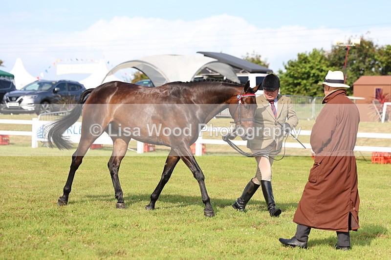 3E7A8342 - Class 2: Rising Star Large Hack/Riding Horse