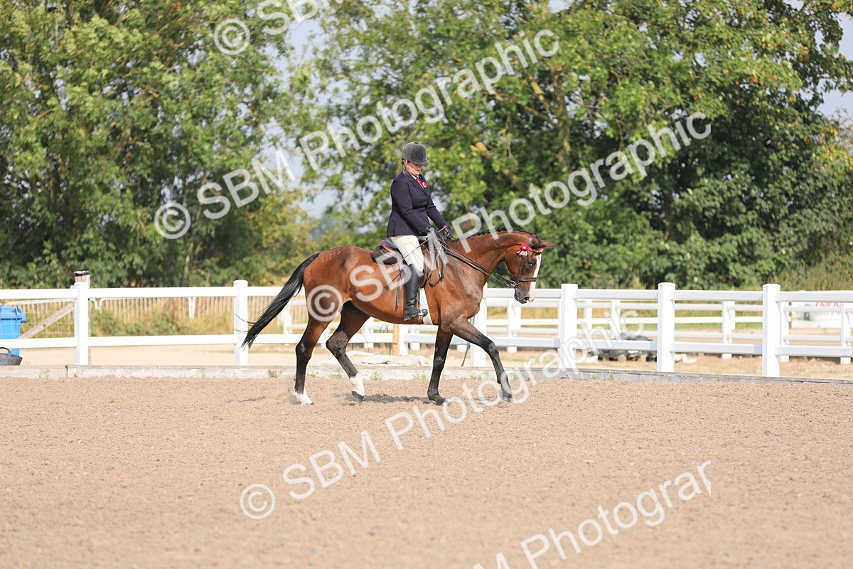 SBM_11339 - Class 305 Ridden Foreign Breeds- Pure Bred