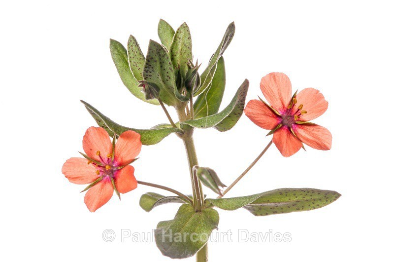 Scarlet Pimpernel (Anagallis arvensis) MYN in the garden at Podere Montecucco, Orvieto - Plants - WB