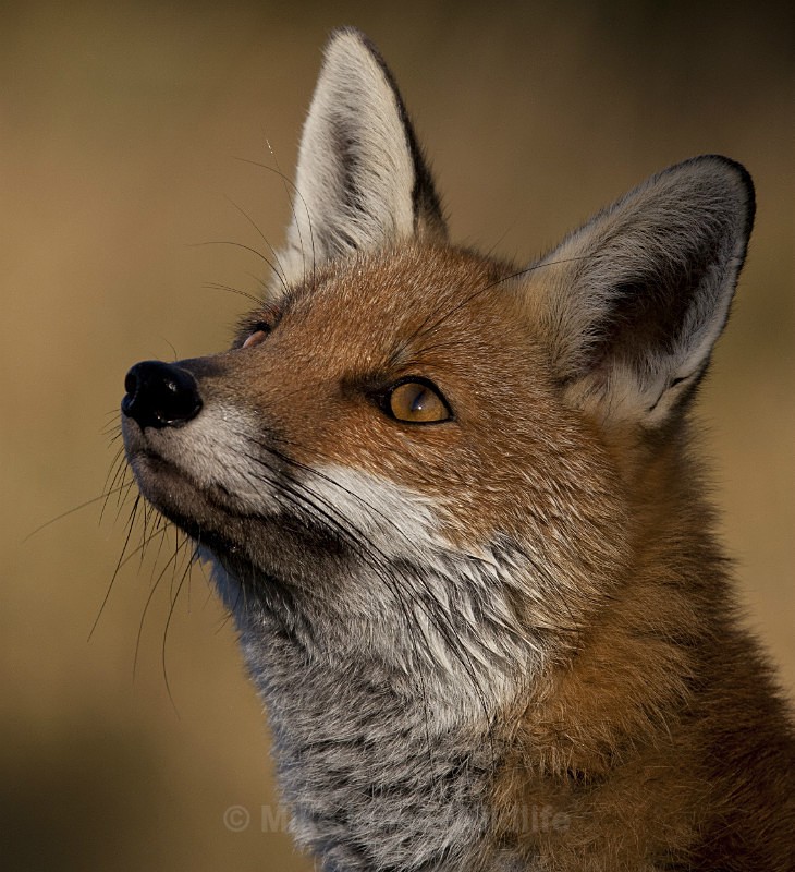 RED FOX - THE RED FOX PORTFOLIO No 1