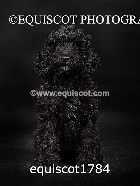 equiscot1784 - BONNIE