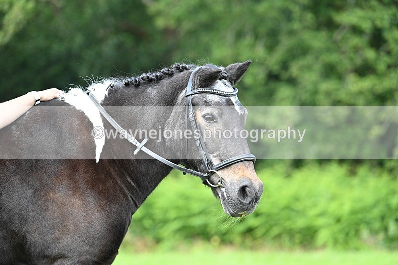WJ7_1673 - Class 11 Condition & Turnout