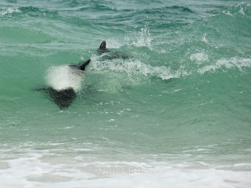 Commerson's Dolphins swimming in wave, Carcass Island - Dolphin