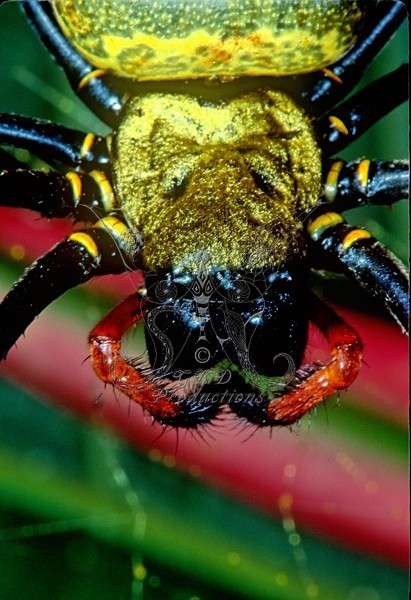Giant Gold Web Orb Weaver Spider - Papua New Guinea - ANIMALS