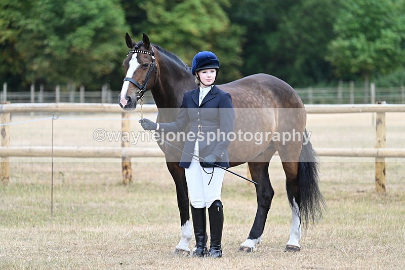 WJ7_0073 - Class 5a Most Handsome Gelding (above 14.2hh)