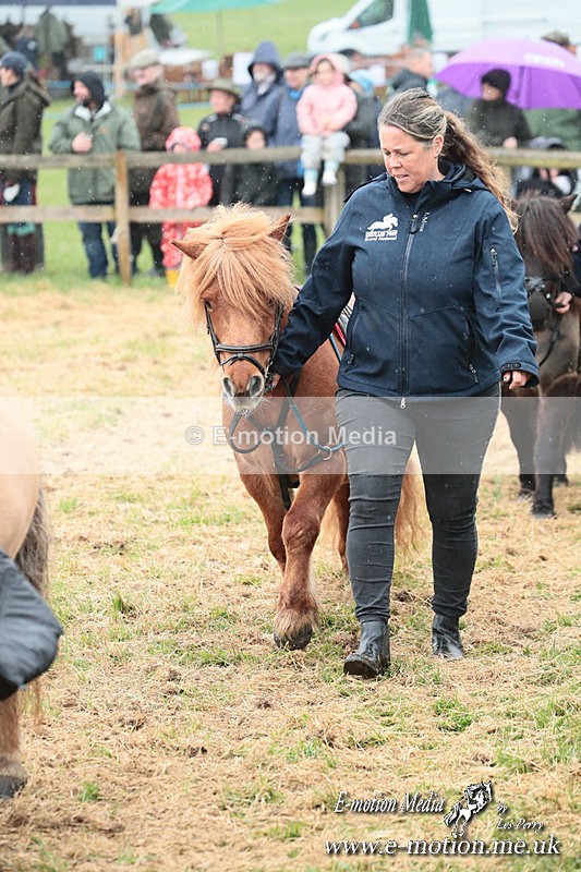 SHETPR 210425 25 - Shetland Ponies Paxford Races 21/04/25
