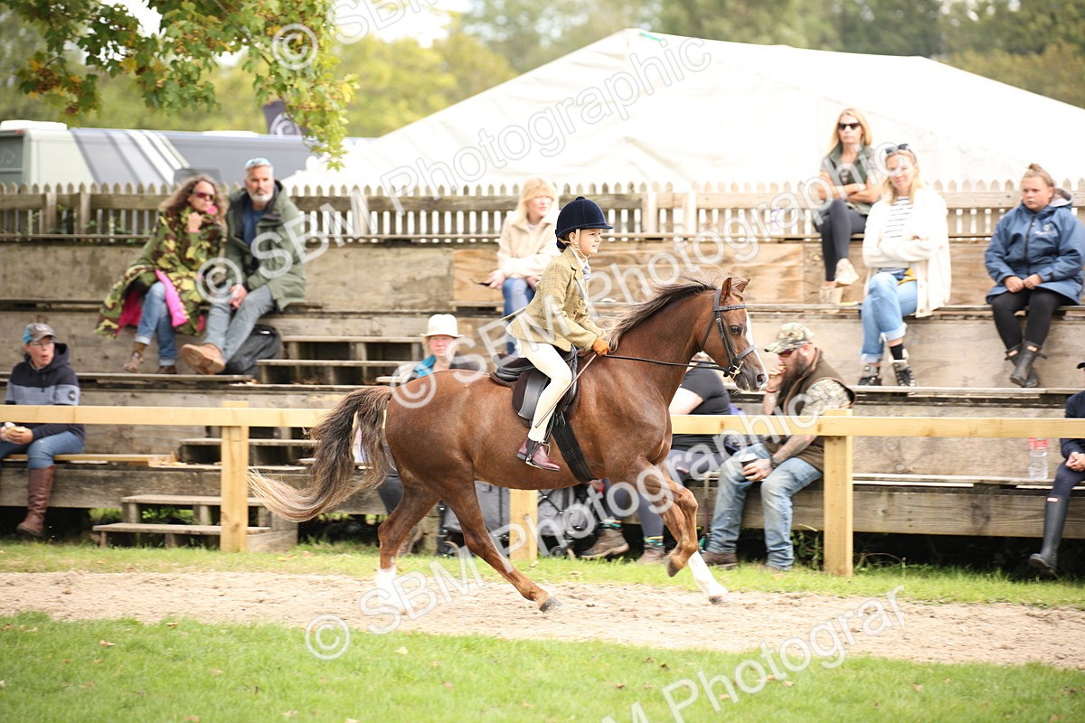 SBM_42311 - S13 - Pony Club Pony