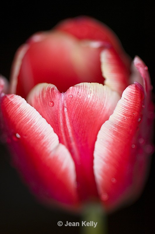 Flower - 1719 - Pink