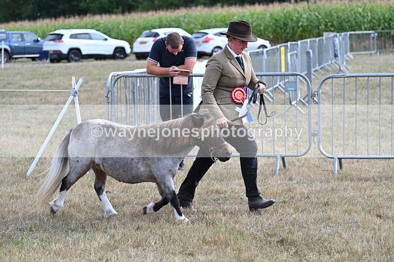 WJ7_8285 - In-hand Championship