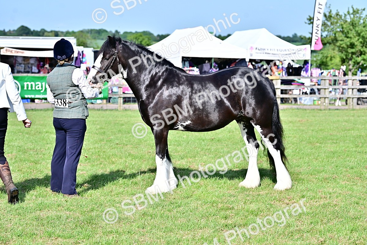SBM_10114 - Class 63-65 - Traditional Gypsy Cobs In Hand & Ridden