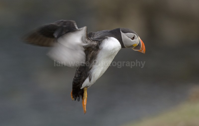  - Coastal Wildlife