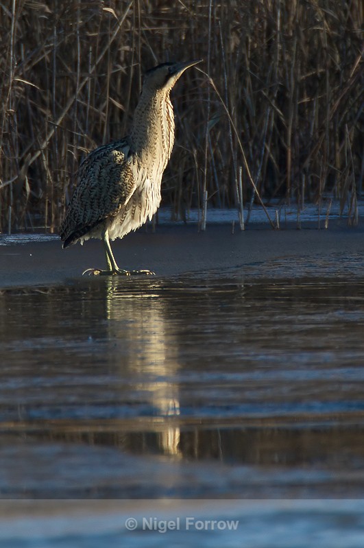 Bittern reflection at Otmoor - Bittern