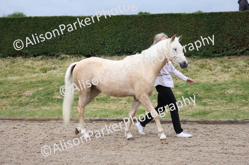 20250524-0094 - Class 2 - Youngstock