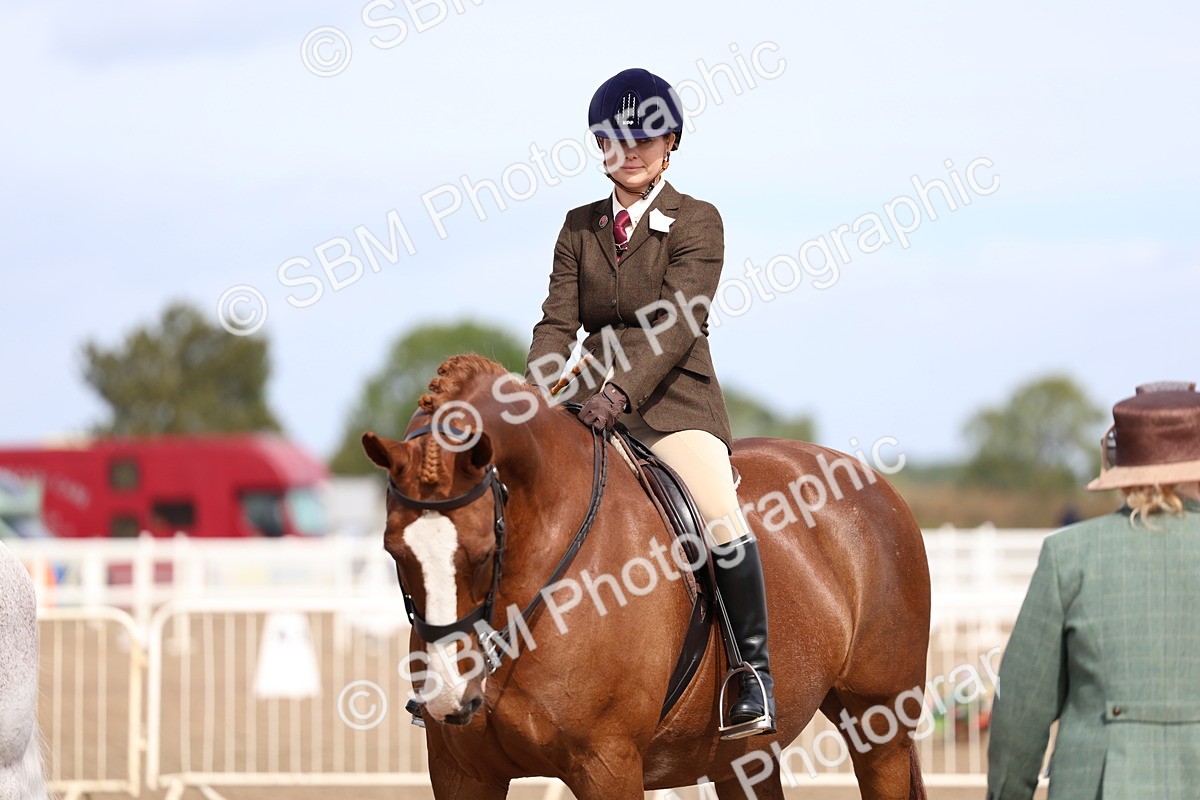 SBM_01891 - Class 18 - Handsomest Gelding - IH or Ridden