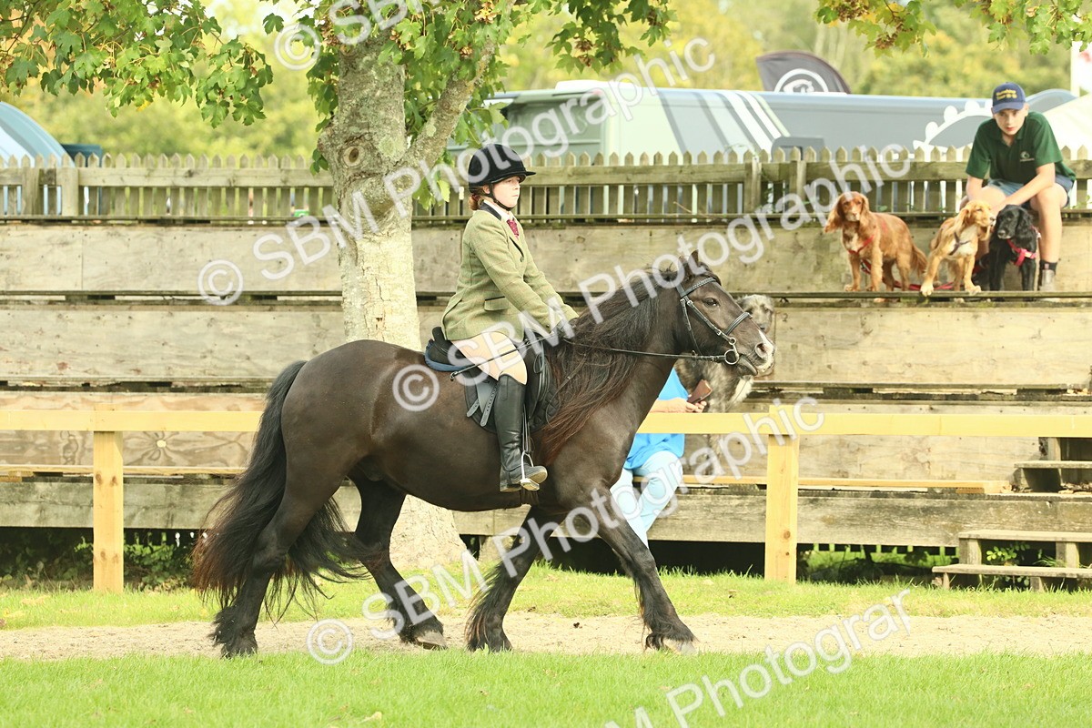 SBM_68206 - S58 - Mini Show Cob Ridden