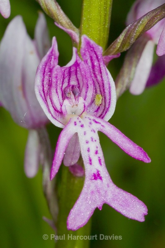  - Orchids - Orchis