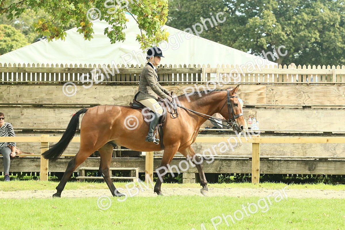 SBM_66700 - S34 - Rehabilitated Rescue Horse & Pony In Hand & Ridden