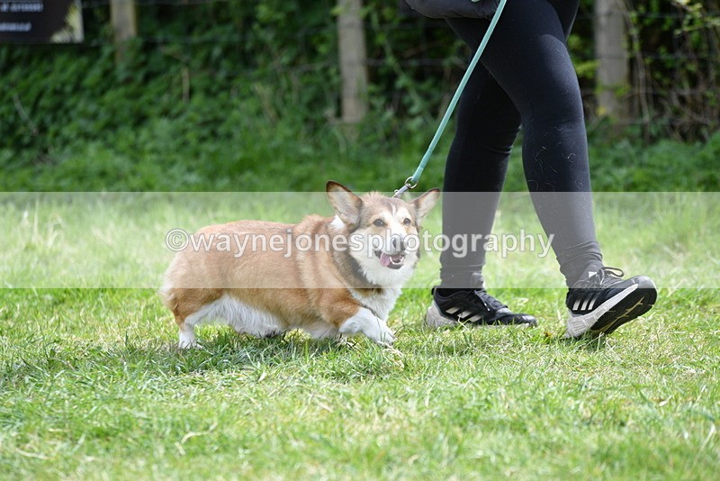 WJ5_9622 - Class 3 Most Handsome Dog