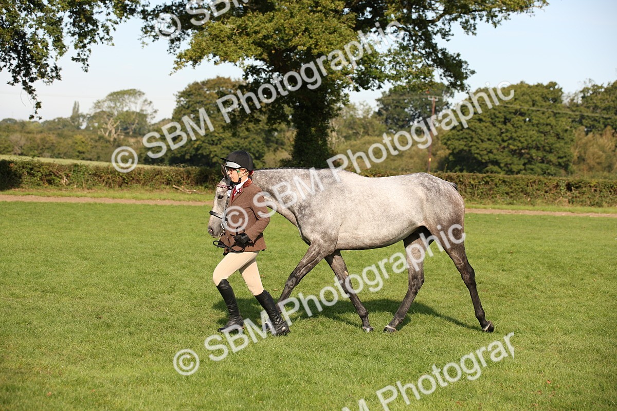 SBM_59362 - S52 - Other Coloured Horse In Hand