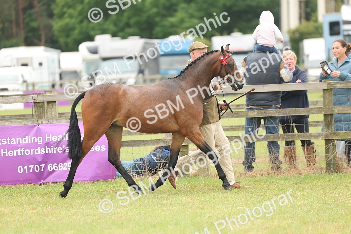 SBM_05402 - Class 68-73 - Riding Pony Breeding