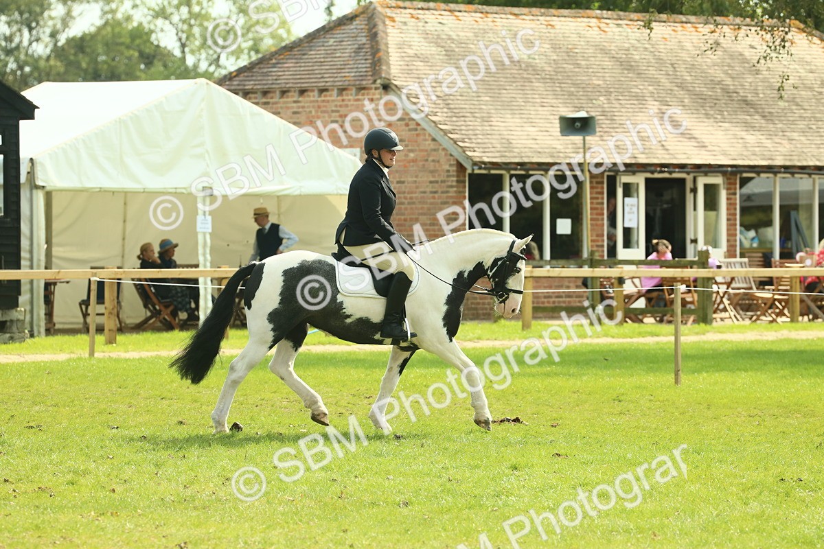 SBM_66597 - S34 - Rehabilitated Rescue Horse & Pony In Hand & Ridden