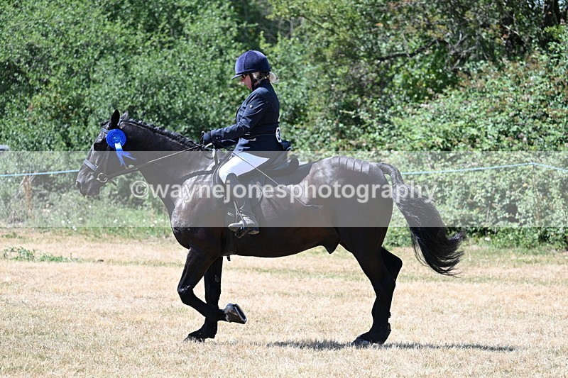 WJ7_3218 - Class 7 Riding Club Show Horse
