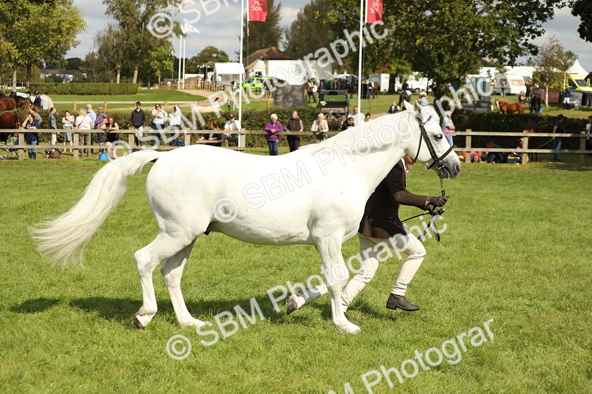 SBM_65446 - S47 - Mountain & Moorland In Hand Large Breeds