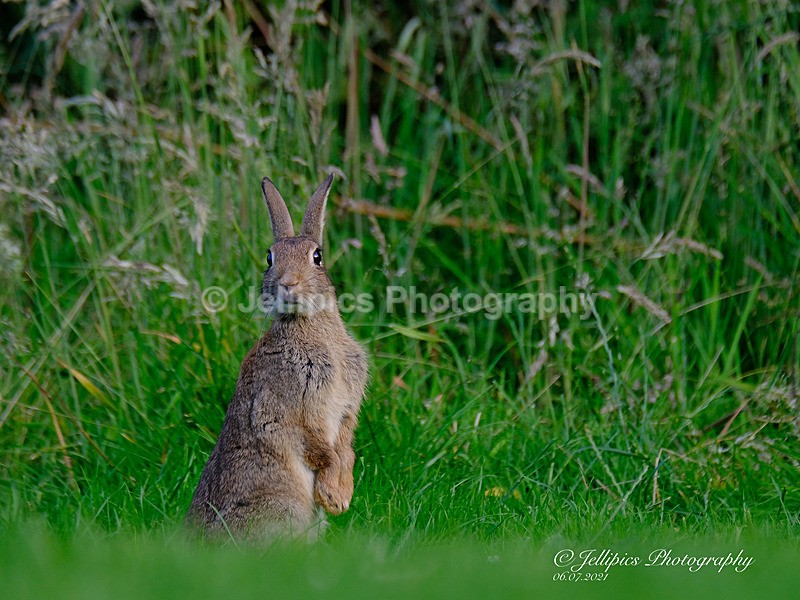  - Wildlife and Nature