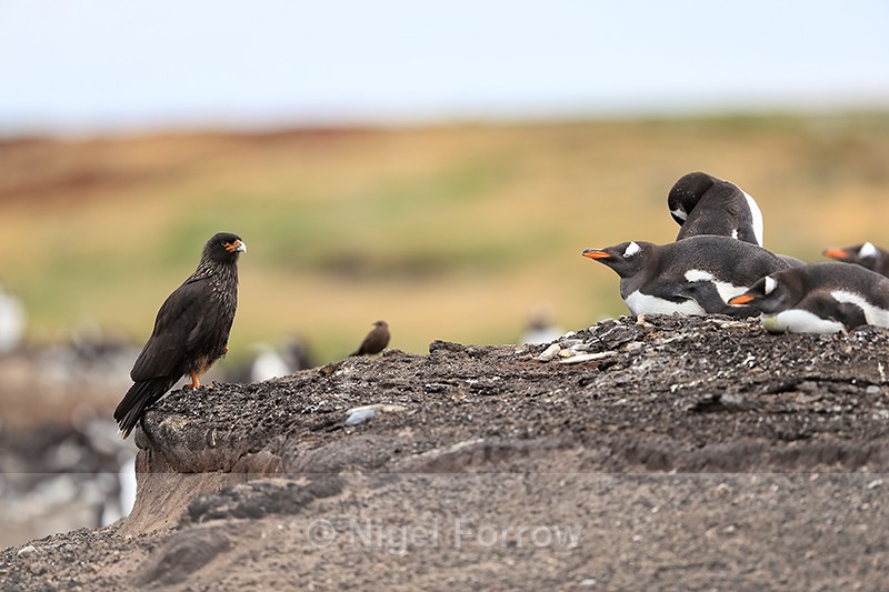 Striated Caracara near Gentoo colony, Sea Lion Island, Falklands - Striated Caracara