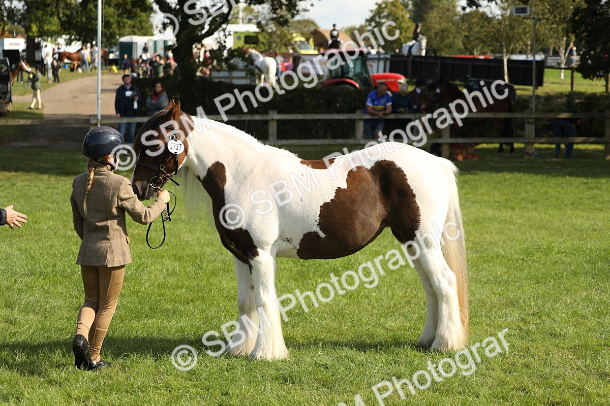 SBM_62338 - S45 - Mini Show Cob In Hand
