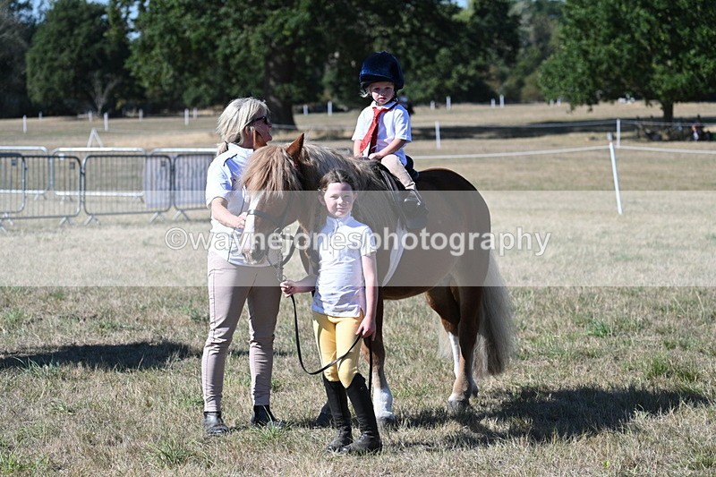 WJ7_1632 - Class 42 Most Handsome Gelding