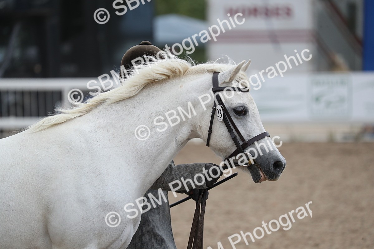 SBM_17871 - Class 317 IH Pure bred Horse/Pony