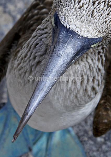 Blue-footed Booby 1 - Galapágos