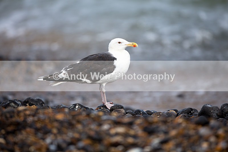 20140929-3K8A5861 - Great Black-backed Gull