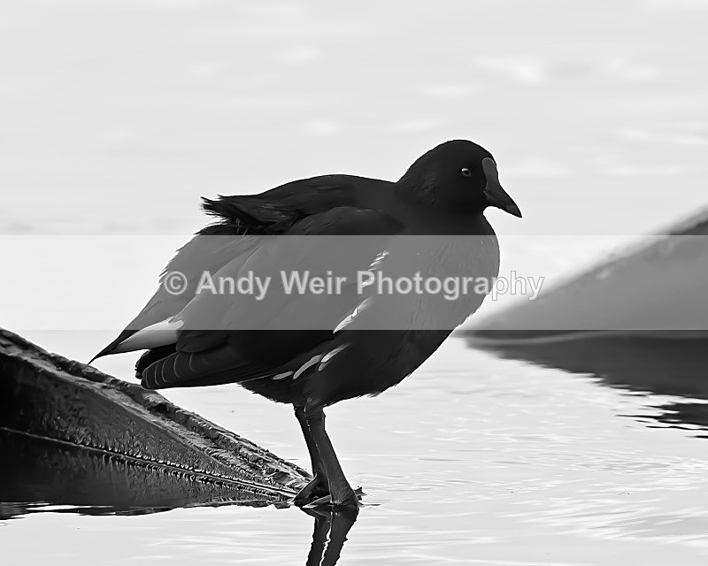 20081128-206 - Rails & Coots