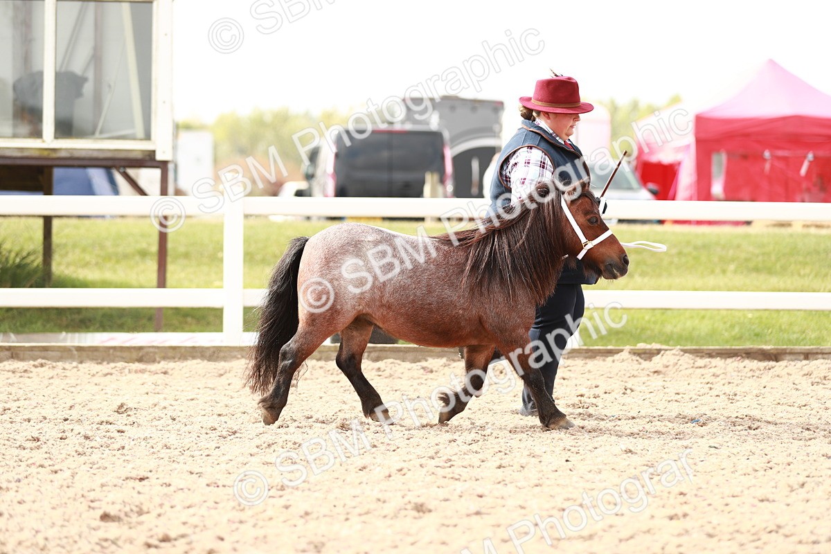 SBM_11820 - Class 206 IH Non Show Type Pony