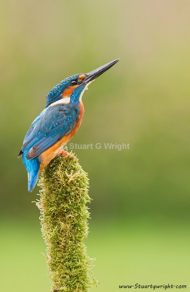  - Kingfisher