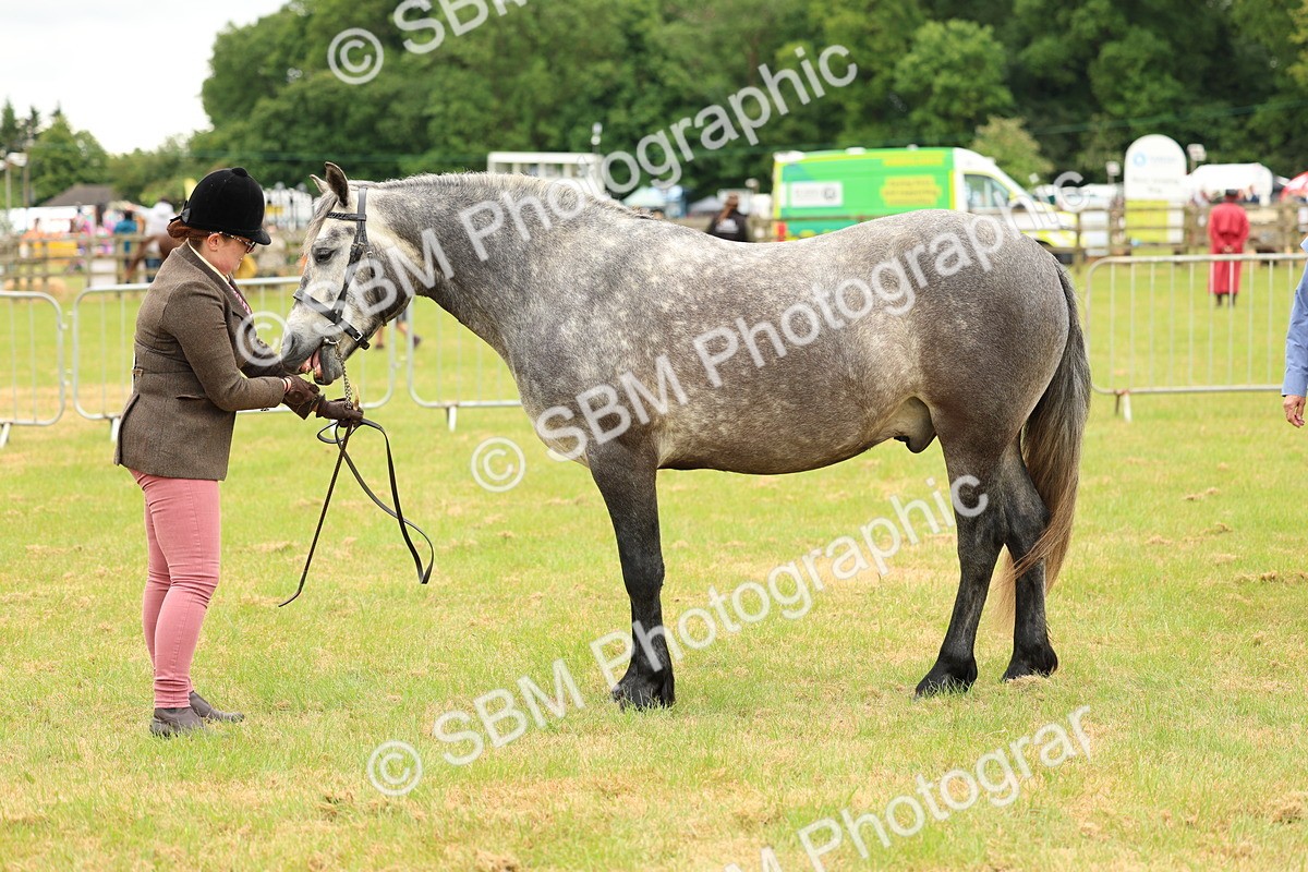 SBM_04049 - Class 64-67 - Shetland Pony In Hand