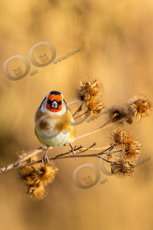 goldfinch Carduelis carduelis-3164 - UK birds