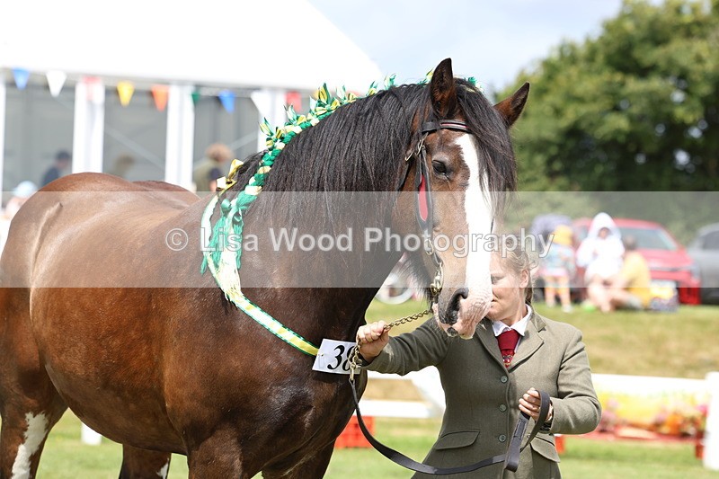 3E7A0733 - Class 7: Heavy Horse In Hand