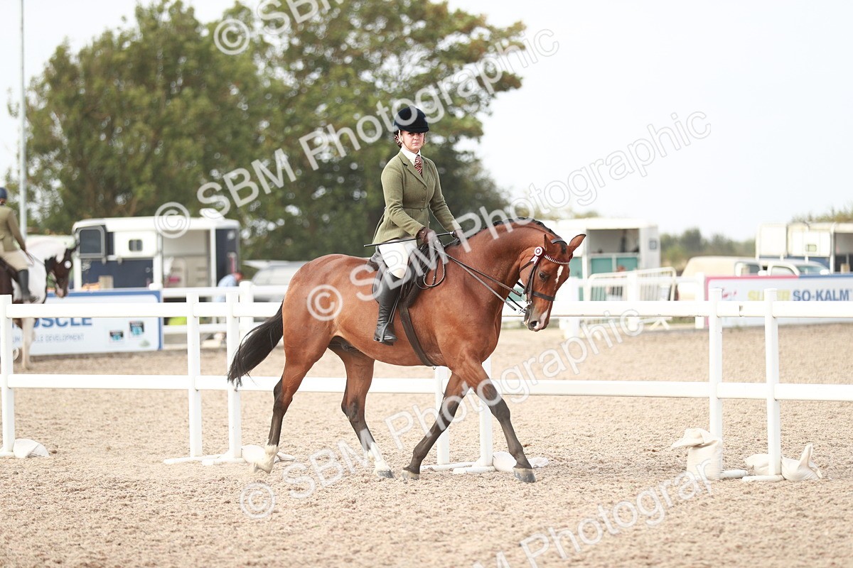 SBM_17459 - Class 215 Ridden Hack/ Riding Horse