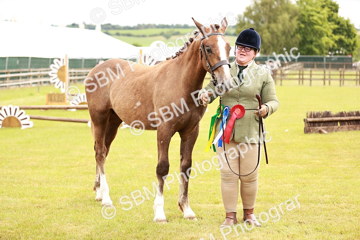 SBM_00835 - Class 26-30 Sport Horse In Hand
